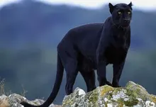 animals panthers black panther 1920x1200 wallpaper Art HD Wallpaper